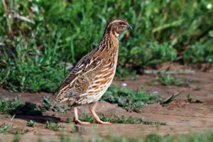 “Como cargarse una especie: el dilema de la codorniz en El Hierro”