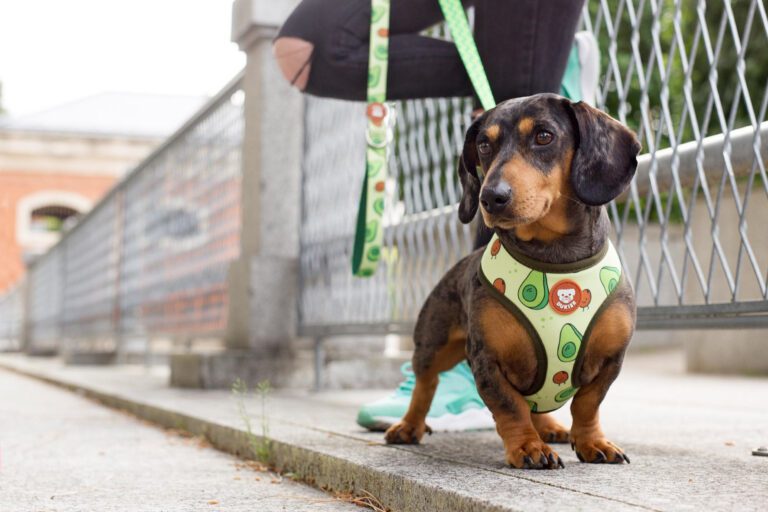 El Ayuntamiento de El Pinar pone en marcha una nueva campaña de concienciación sobre el cuidado y control de animales de compañía