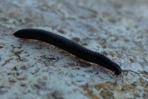 ¿Qué sabemos sobre las irrupciones masivas del milpiés en El Hierro?
