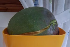 Crónicas pretéritas: Los nuevos cultivos tropicales en el Valle de El Golfo